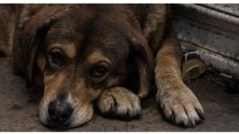 Foto que representa a Detienen a hombre por matar a dos perros en Puebla, metió sus restos en bolsas de plásticos