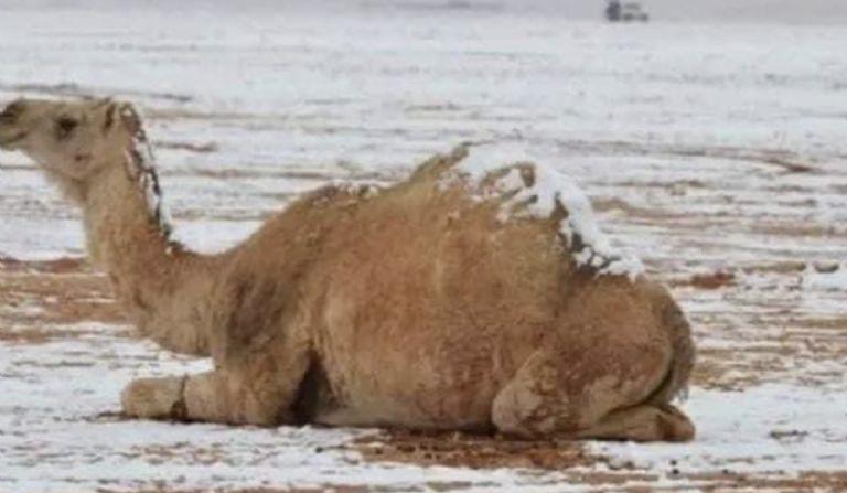 nieve arabia saudita