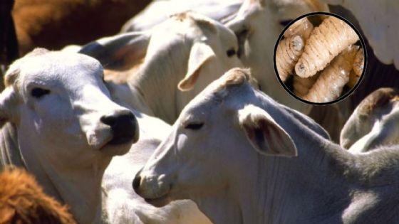 Confían que en 15 días se reanude importación de ganado a EU por gusano barrenador