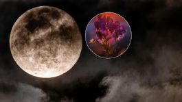 Foto que representa a Así se vio la Luna de Flores de mayo en México | FOTOS