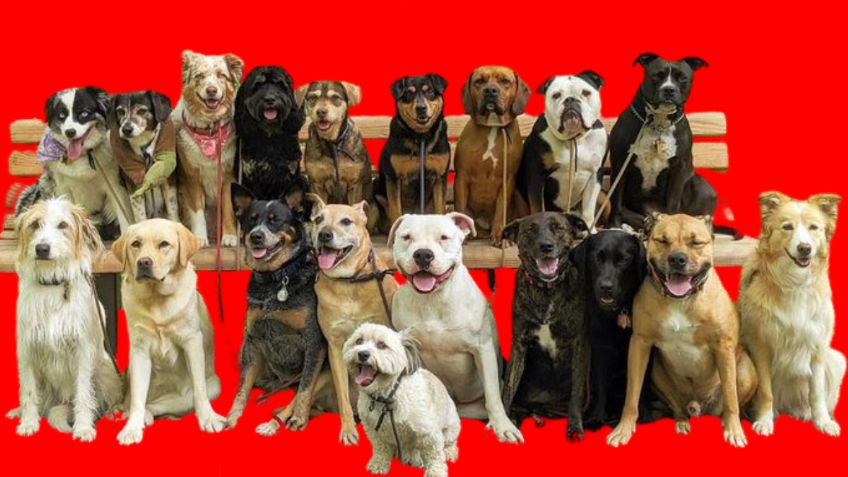 Veterinaria aclara cuáles son las 5 razas de perros que jamás adoptaría para su casa