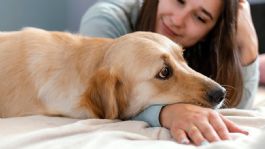 Foto que representa a Experta confirma cuáles son las señales de que a tu perro le duele la barriga