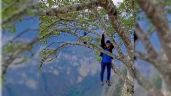 Foto ilustrativa de la nota titulada: Denuncian a influencer que se colgó de árbol sobre el Cañón del Sumidero