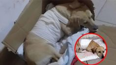 Perrito Bobby es baleado por un desconocido; familia pide ayuda para poder salvarle la vida