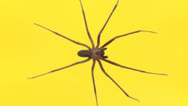 Foto que representa a ¿Cuáles son las 5 regiones mexicanas donde habita la araña violinista?