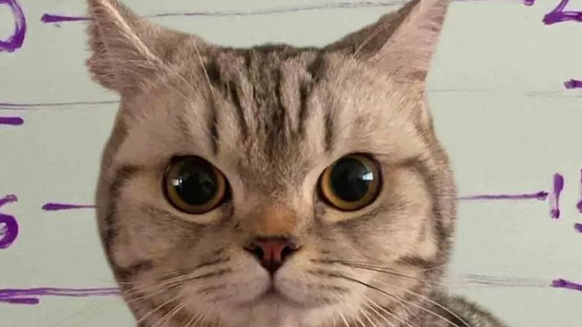 Policías "arrestan" a una gatita por morderlos; quedó libre hasta que su dueño fue por ella la comisaría | VIDEO