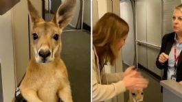 Foto que representa a El tierno canguro viajero que engañó a millones de usuarios, esta es la verdad tras el VIDEO VIRAL
