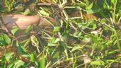 Foto ilustrativa de la nota titulada: Hallan el cadáver de una mujer en una laguna en Altamira, Tamaulipas
