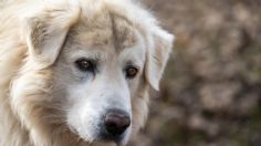 Sujeto asesina a balazos a perrita en Villa de Tezontepec | IMÁGENES FUERTES