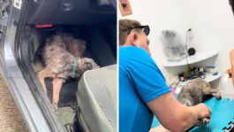 Foto que representa a Rescatan a Sunny, perrito de 13 años que estuvo a punto de morir encerrado en un auto bajo el intenso calor