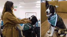 Foto que representa a Conoce a “Zaskya”, la nueva integrante de SimiPet Care que es Agente de la felicidad; busca una familia que la adopt
