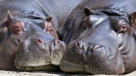 Foto que representa a Zoológico de Culiacán organiza gran fiesta de bienvenida a pareja de hipopótamos