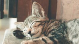 Foto que representa a Llega el Vive Gatito, festival para echarle la garrita a los michis