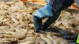 Foto que representa a ¿Es malo comer mariscos en meses sin R? | MITO O REALIDAD