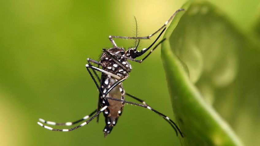 ¿Y si matamos a todos los mosquitos? Esto pasaría según la ciencia