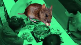 Foto que representa a Dos ratas caen sobre la cabeza de un cliente que disfrutaba de su ramen | VIDEO