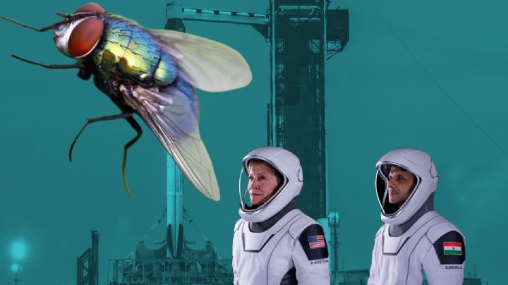 Moscas van al espacio para pasar de plagas a héroes de la humanidad, ¿qué harán?