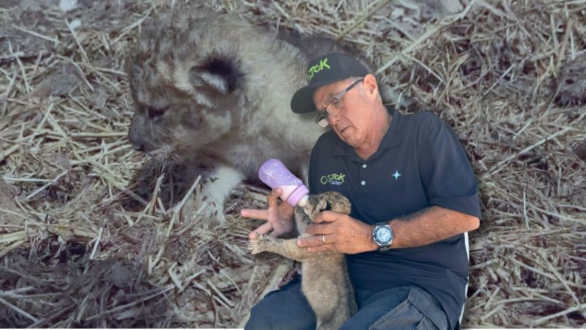 Nace cría de una leona rescatada de fundación Black Jaguar -White Tiger